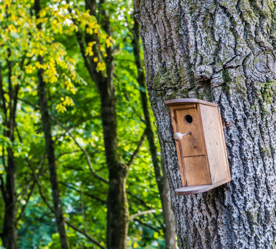 Baum mit Vogelhaus aus Holz im Quartier Süd in Montabaur. Assoziation für das neue Holzbauprojekt NATÜRLICH ZUHAUSE!